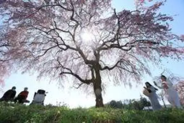 空から降り注ぐ、鈴なりのヤエベニシダレザクラ　加東・千鳥川桜堤公園