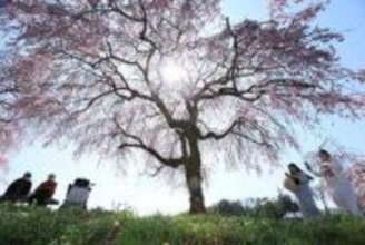 空から降り注ぐ、鈴なりのベニヤエシダレザクラ　加東・千鳥川桜堤公園