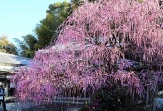 7.5メートルのしだれ梅古木、降り注ぐ花のシャワー　南あわじ各地で見頃に