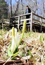 春告げるミズバショウ見頃、かれんな姿で人気　養父・大屋の公園　3千株が生育