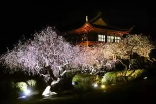 あでやかに満開　兵庫「世界の梅公園」で夜間ライトアップ　7日から週末の計4日