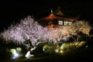あでやかに満開　兵庫「世界の梅公園」で夜間ライトアップ　7日から週末の計4日