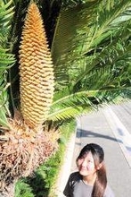「40年住んでいるが初めて見た」　縁起が良いと伝わる「ソテツ」の花咲く　兵庫・明石のマンション