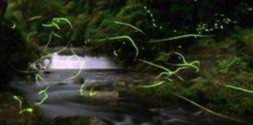 ゲンジボタル、幻想的に飛び交う　兵庫・淡路島の成相ダム上流