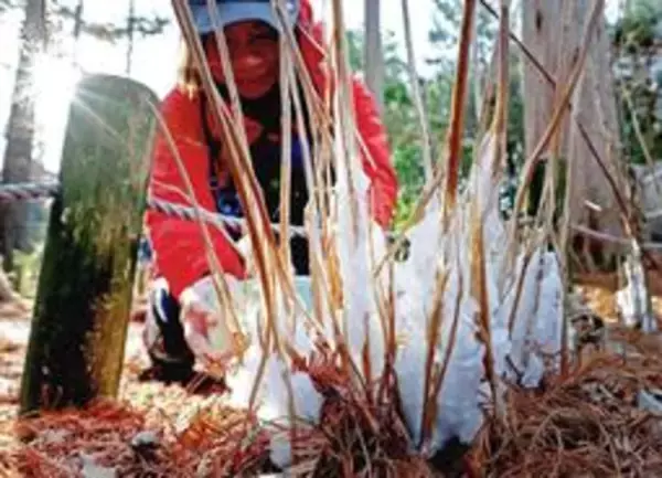 「氷の花」咲かす多年草シモバシラ　神戸・森林植物園　氷点下の造形美