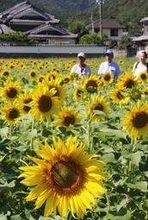 ヒマワリ畑、10年目の輝き　兵庫県市川町であす開園、農産物販売も