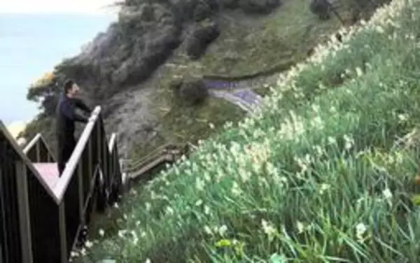 山の斜面彩るスイセン、甘く愛らしく　灘黒岩水仙郷で咲き始め　1月下旬から見頃　兵庫・南あわじ