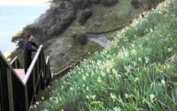 山の斜面彩るスイセン、甘く愛らしく　灘黒岩水仙郷で咲き始め　1月下旬から見頃　兵庫・南あわじ