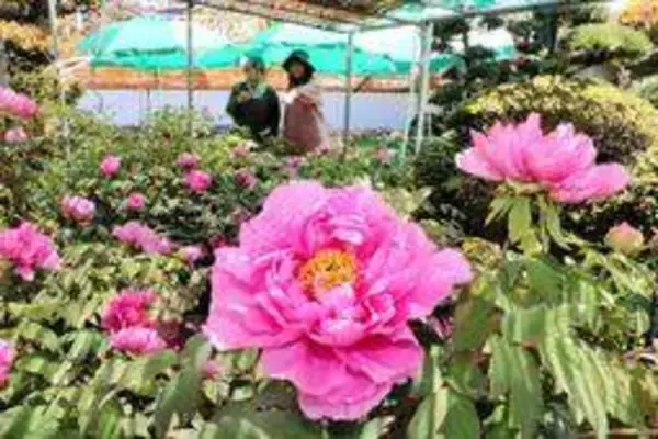 ボタン大輪、50種2千本が境内彩る　明石・魚住の薬師院　29日まで公開