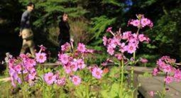 かれんなピンクの花びら、初夏の山上彩る　六甲高山植物園でクリンソウ見頃　神戸