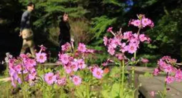 かれんなピンクの花びら、初夏の山上彩る　六甲高山植物園でクリンソウ見頃　神戸
