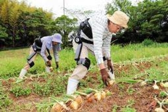 ロボットスーツで農作業楽々　高齢者参加、淡路市のタマネギ畑で実証実験　兵庫