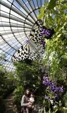 14種1000匹、優雅に舞うチョウ　兵庫・伊丹市昆虫館の温室