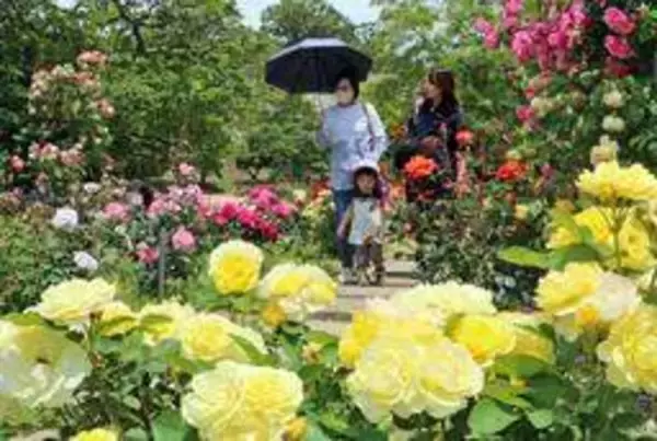 バラ園、輝きの季節　明石公園の東芝生広場　四季咲きで色とりどりの花