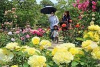 バラ園、輝きの季節　明石公園の東芝生広場　四季咲きで色とりどりの花