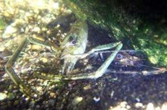 テナガエビ、求愛の季節　鋏脚ふりかざす姿　神戸・都賀川