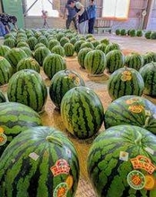きめ細かな果肉と甘み、知る人ぞ知る美味「大山スイカ」　丹波篠山の特産　8月上旬頃まで販売