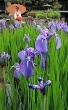 カキツバタ3千株、西宮神社の神池で見頃　5日には「えべっさんこどもまつり」
