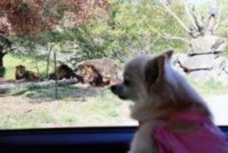 愛犬とマイカーでサファリ巡ろう　国内唯一、姫路セントラルパークが新サービス　兵庫