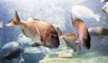 春のスマシー、水槽の中も「花盛り」　マダイなど体色鮮やかな魚3種を紹介　神戸・須磨