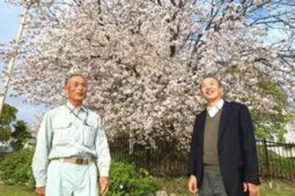 「古代の桜」古墳が守った　中国起源の新品種、DNAで確認　隔離され交雑なく独自性保つ　神戸・西区