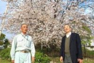 「古代の桜」古墳が守った　中国起源の新品種、DNAで確認　隔離され交雑なく独自性保つ　神戸・西区