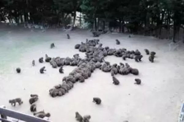 サル文字で描く見事な「午」の字　兵庫・淡路島モンキーセンター「練習の成果あった」