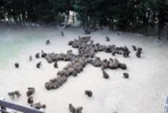 サル文字で描く見事な「午」の字　兵庫・淡路島モンキーセンター「練習の成果あった」