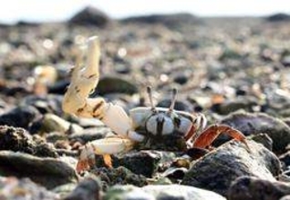 はさみヒラヒラ、求愛の夏　兵庫・相生湾でハクセンシオマネキが繁殖期