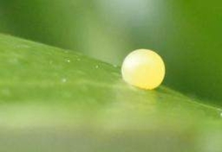 葉っぱの上に、秋の満月?　街の植栽に小さな命の営み　神戸