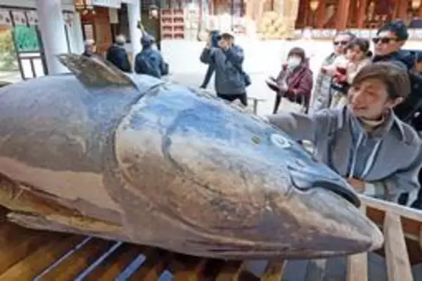 「十日えびす」を前に特大クロマグロ奉納　さい銭張って願掛け　兵庫・西宮神社