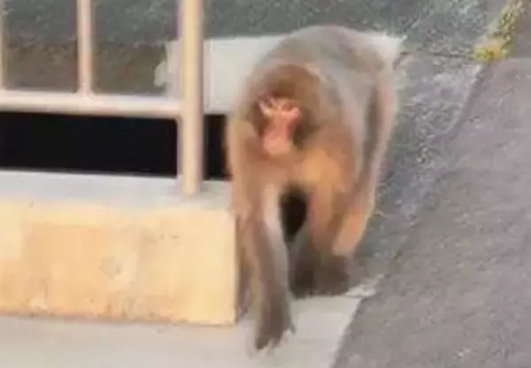 姫路の住宅街でサル出没、動画に　目撃した男性「同僚が襲われ、恐怖感じた」