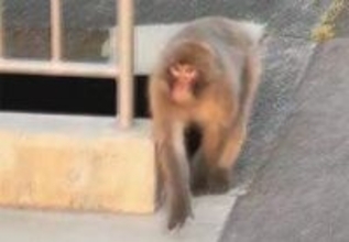 住宅地にサル　屋根で跳ね回り、威嚇…動画撮影の男性「間近に迫られ恐怖」　姫路で目撃相次ぐ