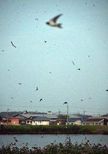 夕闇に浮かぶ圧巻の舞　数万羽のツバメ、一斉に「ねぐら入り」　兵庫・明石のため池