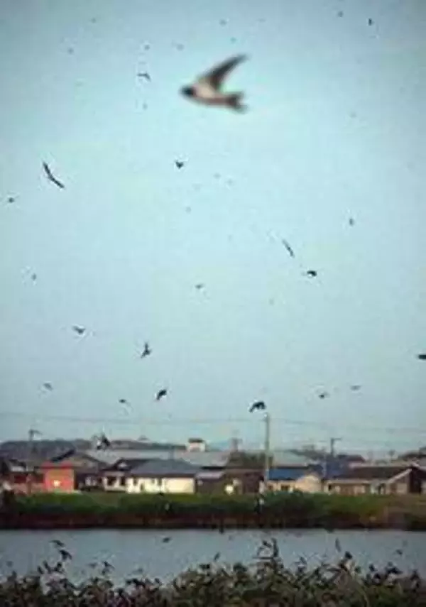 夕闇に浮かぶ圧巻の舞　数万羽のツバメ、一斉に「ねぐら入り」　兵庫・明石のため池