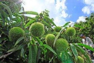 秋の味覚楽しんで、膨らみ増す緑のいが　「北摂栗」早生種の販売始まる　兵庫・猪名川
