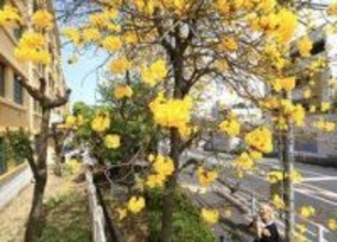 青空の下、移民の歴史伝え　ブラジル国花のイペ、神戸で見頃