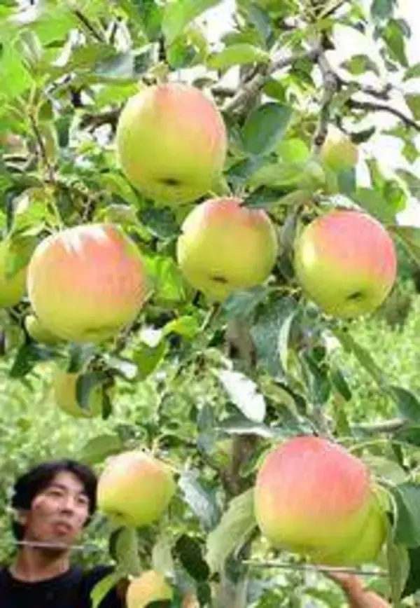 甘～い秋にかぶりつけ　宍粟の農園でリンゴ狩り始まる　糖度高く生育順調