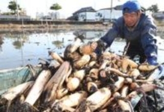 冬の泥田で奮闘、レンコン収穫が本格化　おせち料理に欠かせず　特産地の姫路など
