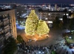 神戸大キャンパスにクリスマスムード　ヒマラヤスギ3本、LED照明で輝く「未来に輝く研究・教育の場に」