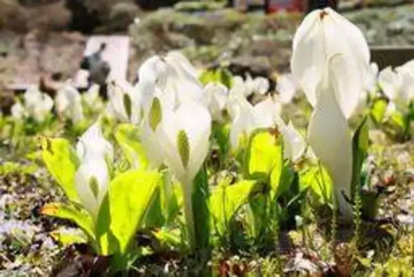 春告げる「純白」、ミズバショウ見頃　神戸・六甲高山植物園