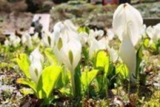 春告げる「純白」、ミズバショウ見頃　神戸・六甲高山植物園