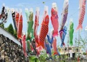 鮮やか、青空を彩るこいのぼり　淡路市・志筑の県道沿いに60匹