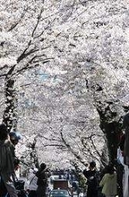 「桜のトンネル」ソメイヨシノ満開　しばらく見納め、市民ら絶景堪能　神戸・灘区