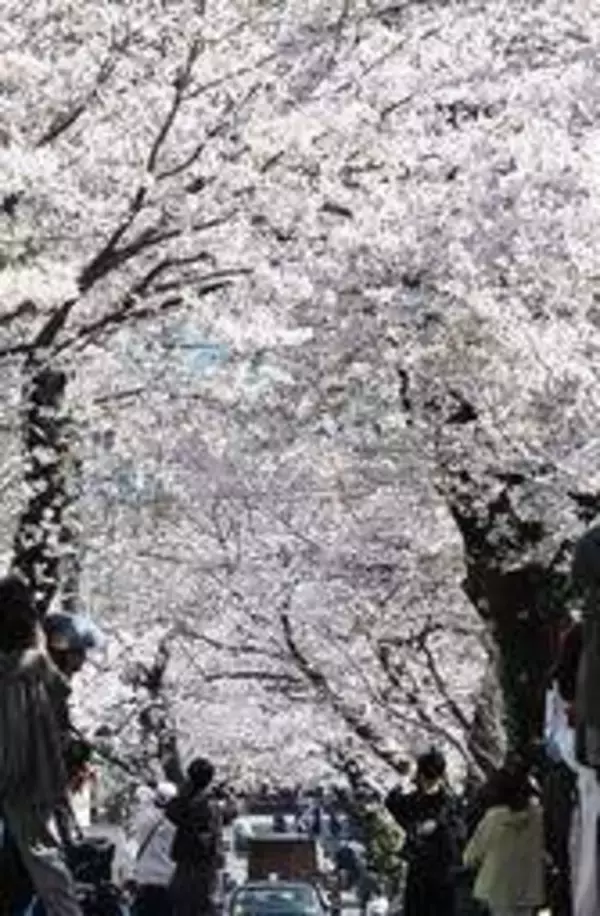 「桜のトンネル」ソメイヨシノ満開　しばらく見納め、市民ら絶景堪能　神戸・灘区