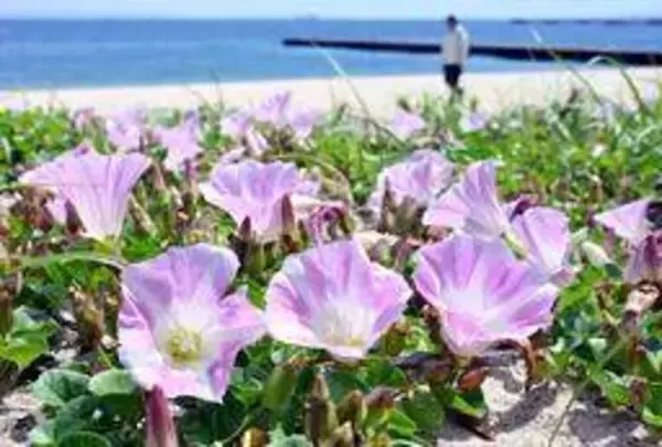 初夏の砂浜、薄紫の花広がる　ハマヒルガオ、海風に揺れ　神戸・須磨