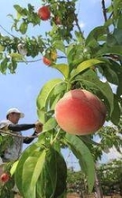 果汁たっぷり、早生桃の出荷ピーク　品質良好、22日には即売会も　兵庫・川西市
