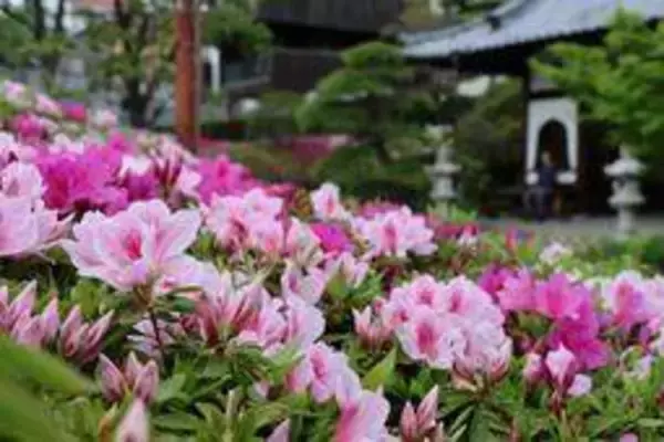 ヒラドツツジ開花　甘い香りと鮮やかな彩り　明石・妙見社　26日に祭典