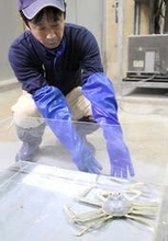 雄雌とも！全身真っ白のズワイガニ　但馬沖で捕獲　城崎マリンワールドに仲間入り