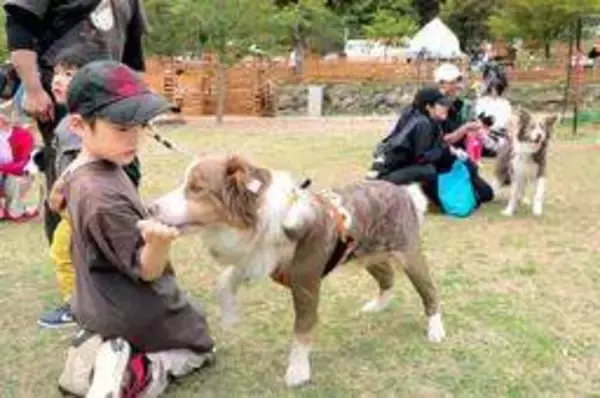 ボーダーコリー大集合　全国から196匹、「西日本最大級」のオフ会　丹波・山南